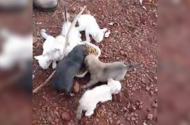 Filhotes são encontrados abandonados em caixa às margens da BR-277 em Cascavel