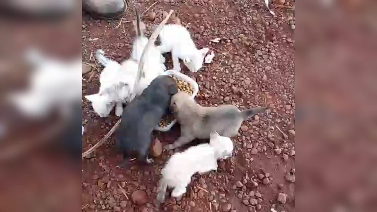 Filhotes são encontrados abandonados em caixa às margens da BR-277 em Cascavel