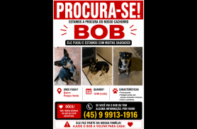 Cachorro Bob desapareceu no bairro Parque Verde