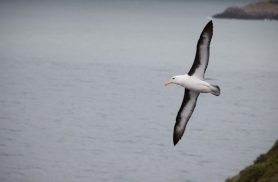 Projeto brasileiro completa 36 anos protegendo albatrozes e aves oceânicas