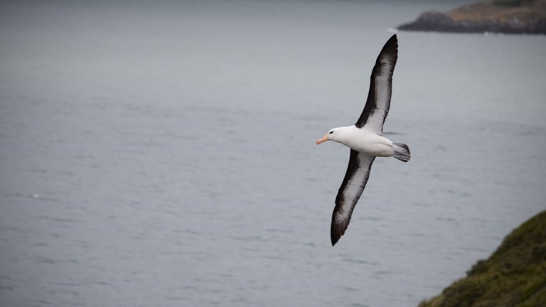 Imagem relativa a Projeto brasileiro completa 36 anos protegendo albatrozes e aves oceânicas