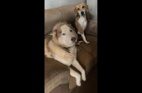 Cachorro BRUCE E ZELDA desapareceu no bairro Esmeralda