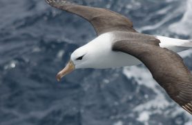 Reduzir morte de albatrozes implica mudanças na pesca em alto-mar