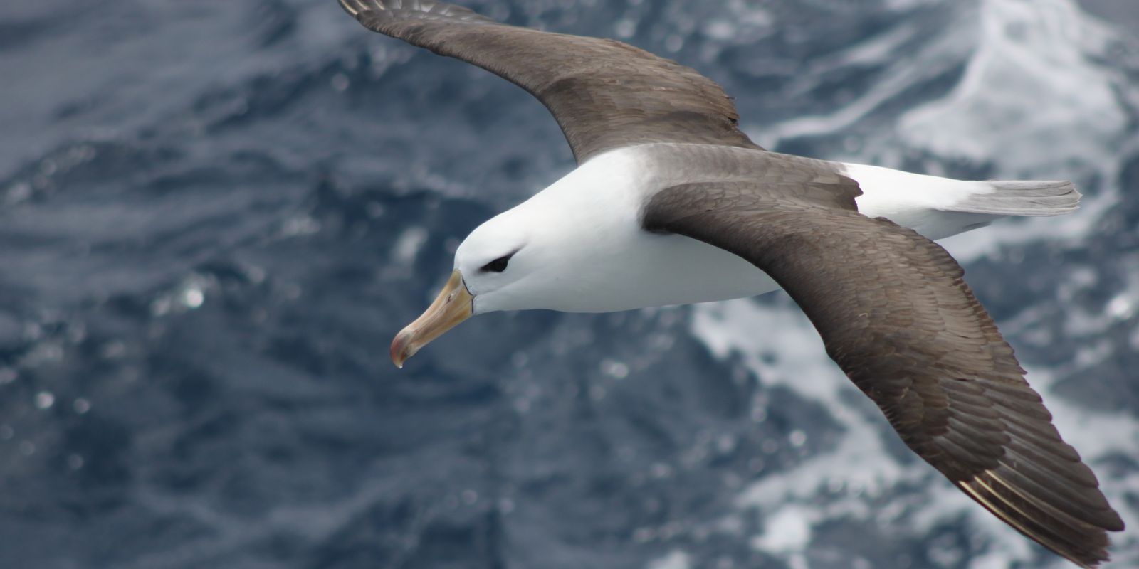 Imagem referente a Reduzir morte de albatrozes implica mudanças na pesca em alto-mar