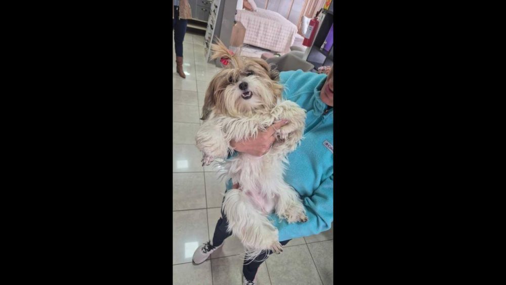 Cachorra é encontrada no bairro Centro Imagem referente a Cachorra é encontrada no bairro Centro