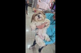 Cachorra é encontrada no bairro Centro