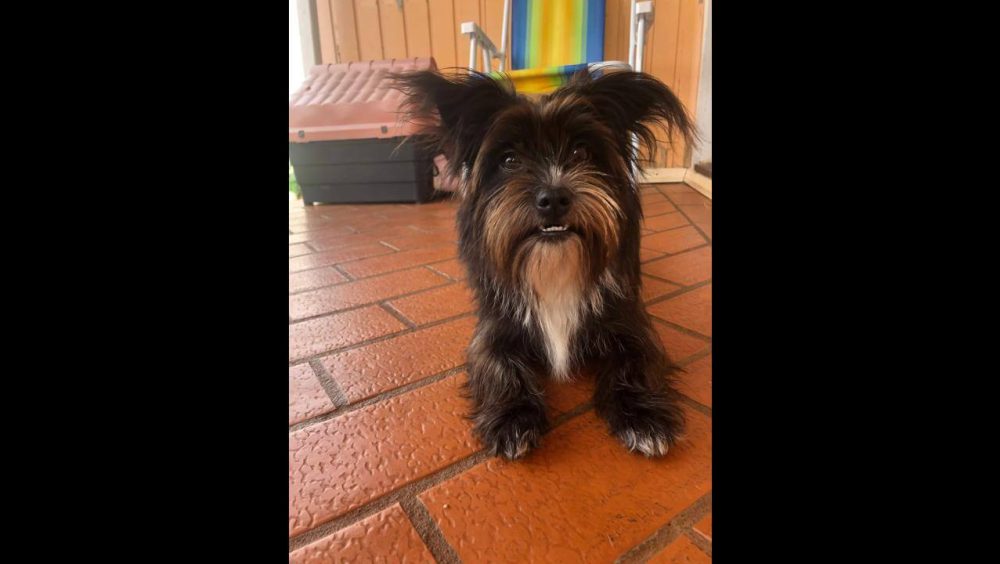 Cachorra é encontrada no bairro Coqueiral Imagem referente a Cachorra é encontrada no bairro Coqueiral