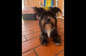Cachorra é encontrada no bairro Coqueiral