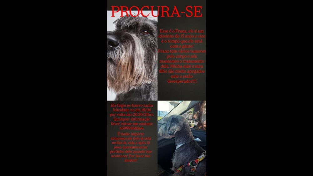 Cachorro Franz desapareceu no bairro Santa Felicidade Imagem referente a Cachorro Franz desapareceu no bairro Santa Felicidade