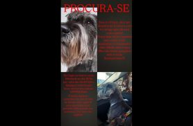 Cachorro Franz desapareceu no bairro Santa Felicidade