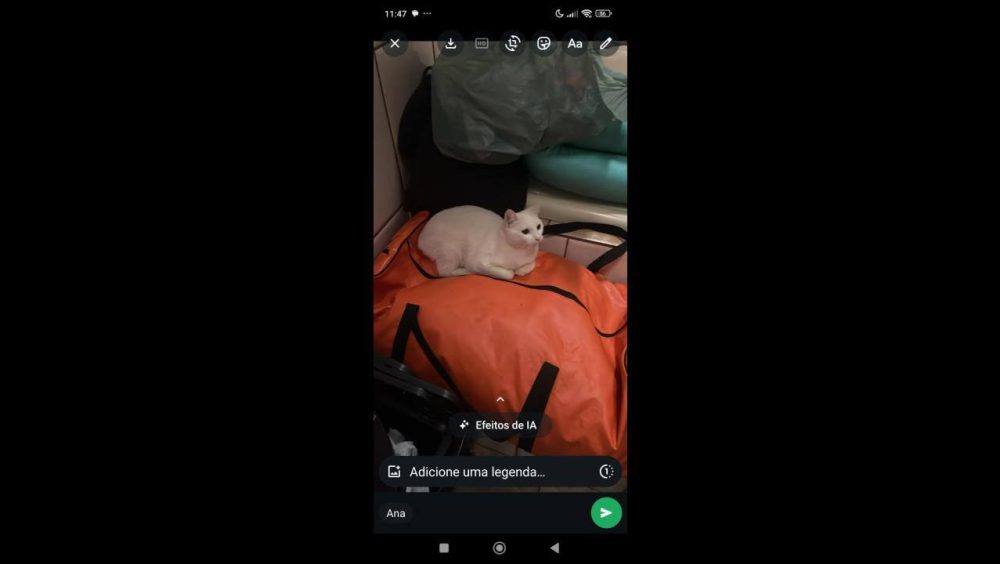 Gato é encontrado no bairro Cancelli Imagem referente a Gato é encontrado no bairro Cancelli