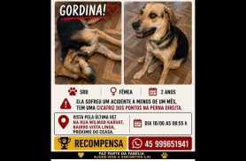 Cachorra Gordina desapareceu no bairro Vista Linda