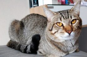 Gato Ronaldo desapareceu no bairro Florais do Paraná