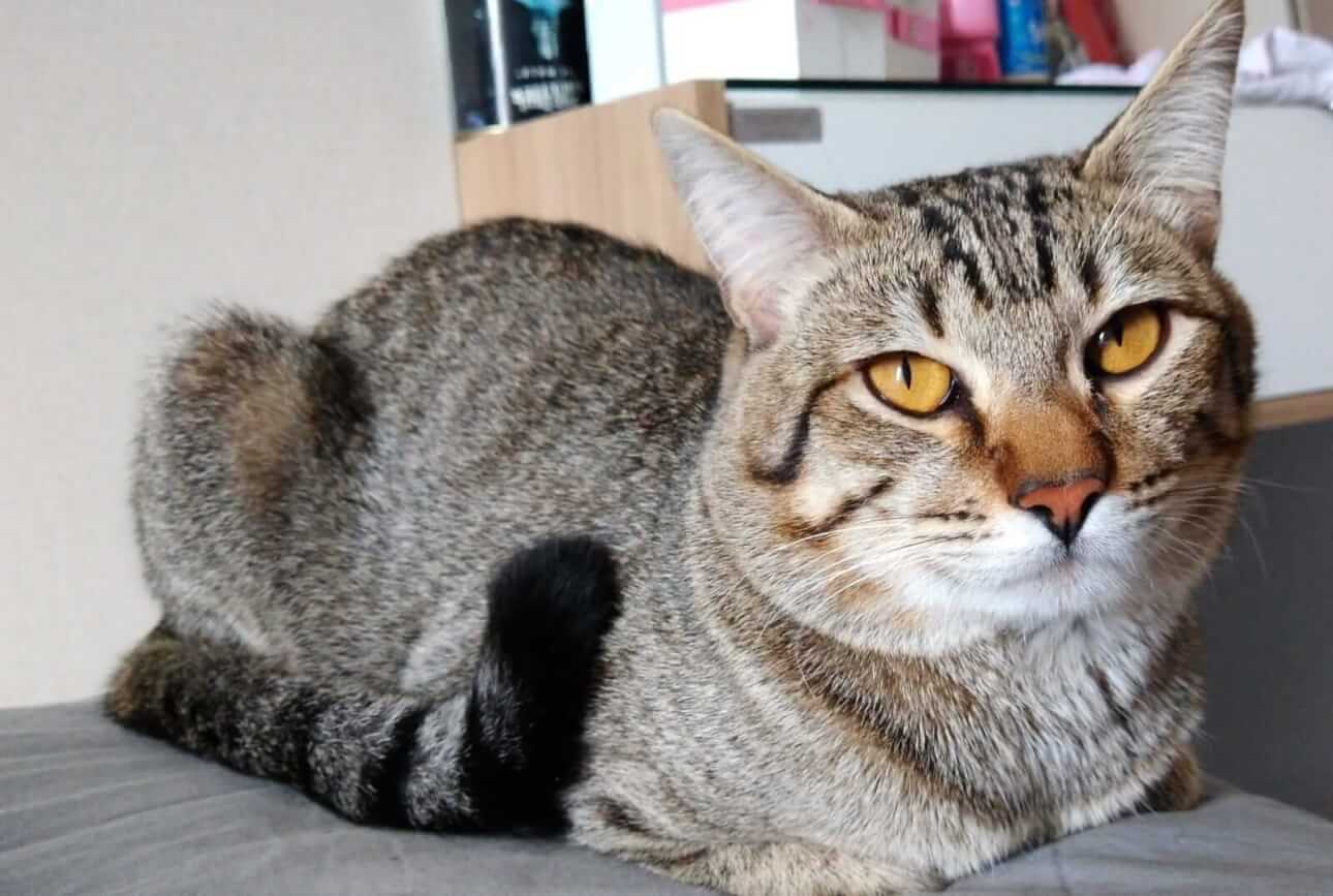 Gato Ronaldo desapareceu no bairro Florais do Paraná Imagem referente a Gato Ronaldo desapareceu no bairro Florais do Paraná