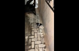 Cachorra é encontrada no bairro São Cristóvão