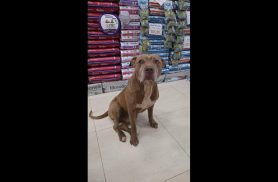 Cachorro é encontrado no bairro Florais do Paraná