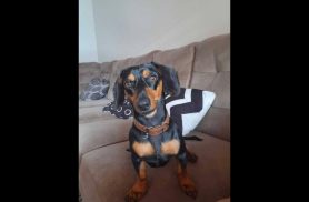 Cachorro Thor desapareceu no bairro Gramado