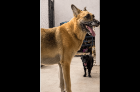 Cachorra Bugra desapareceu no bairro Universitário