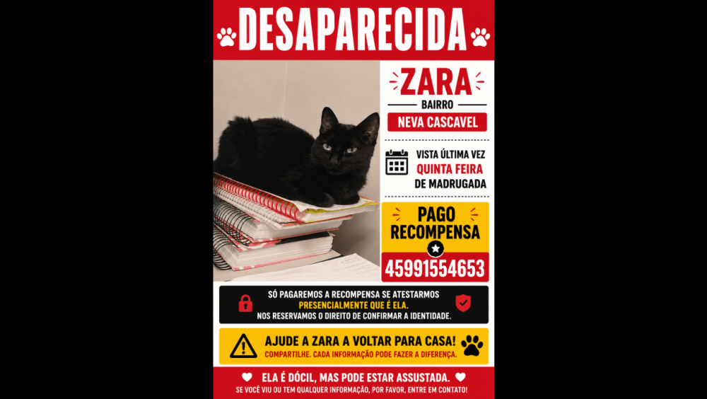Gata Zara desapareceu no bairro Neva Imagem referente a Gata Zara desapareceu no bairro Neva