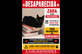 Gata Zara desapareceu no bairro Neva