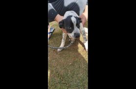 Cachorra é encontrada no bairro São Cristóvão