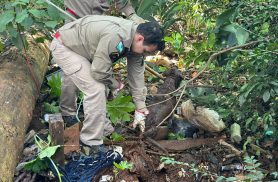 Após cair em fossa, cadelinha é salva pelo Corpo de Bombeiros