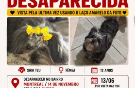 Cachorra Belinha desapareceu no bairro 14 de Novembro