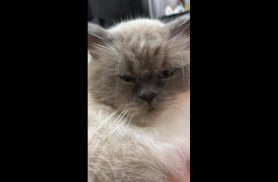 Gato Romeu desapareceu no bairro Jardim União