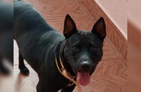 Cachorra Pantera desapareceu no bairro Cascavel Velho