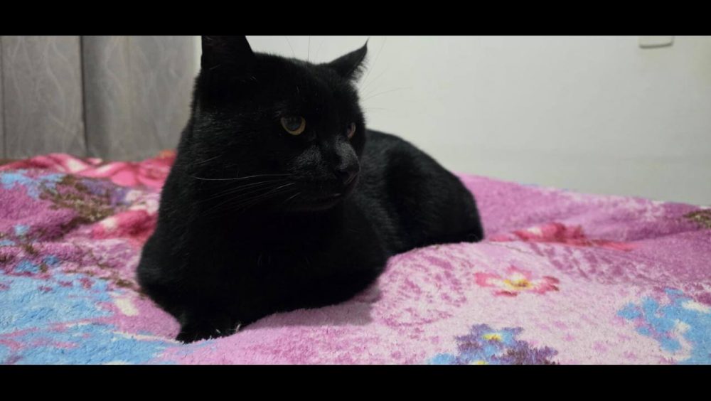Gato é encontrado no bairro Country Imagem referente a Gato é encontrado no bairro Country
