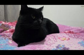 Gato é encontrado no bairro Country