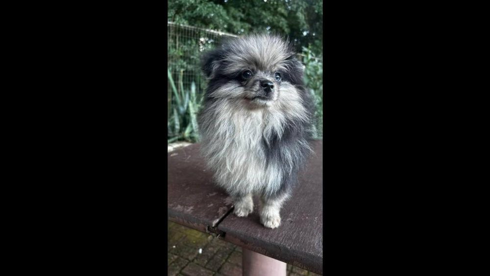 Cachorro João preto desapareceu no bairro Alto Alegre Imagem referente a Cachorro João preto desapareceu no bairro Alto Alegre