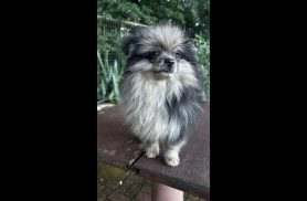 Cachorro João preto desapareceu no bairro Alto Alegre