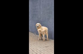 Cachorro é encontrado no bairro Cancelli