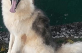 Cachorro Simba desapareceu no bairro Recanto Tropical