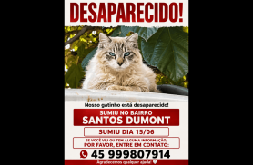 Gato Romeu desapareceu no bairro Santos Dumont