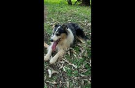 Cachorro Madon desapareceu no bairro Nova York