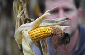 Crédito rural: produtores de Corbélia conseguem suspender cobranças do Sicoob na Justiça