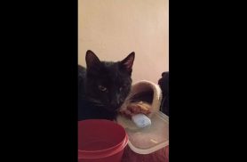 Gato é encontrado no bairro Parque Verde
