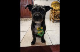 Cachorro Stark desapareceu no bairro Santos Dumont