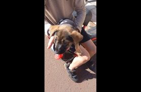 Cachorra é encontrada no bairro Pioneiros Catarinenses