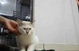 Gato é encontrado no bairro Santa Cruz