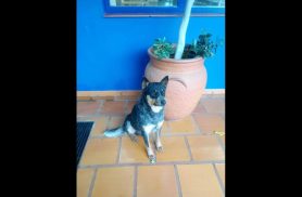 Cachorro é encontrado no bairro Pioneiros Catarinenses