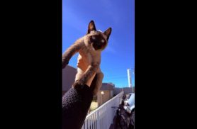 Gato Benedict desapareceu no bairro Floresta