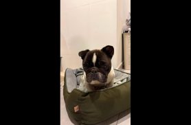 Cachorro é encontrado no bairro Centro
