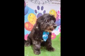 Cachorro Toby desapareceu no bairro Barcelona