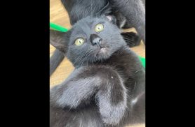 Gata Bolinha, ela tem uma mancha branca na barriga bem desapareceu no bairro Cascavel Velho