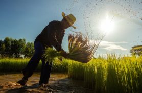 Do amanhecer à colheita: Dia do Lavrador destaca a importância do trabalho no campo