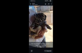 Cachorro é encontrado no bairro Brasmadeira