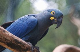 Lista de fauna ameaçada tem 180 animais incluídos e 150 retirados